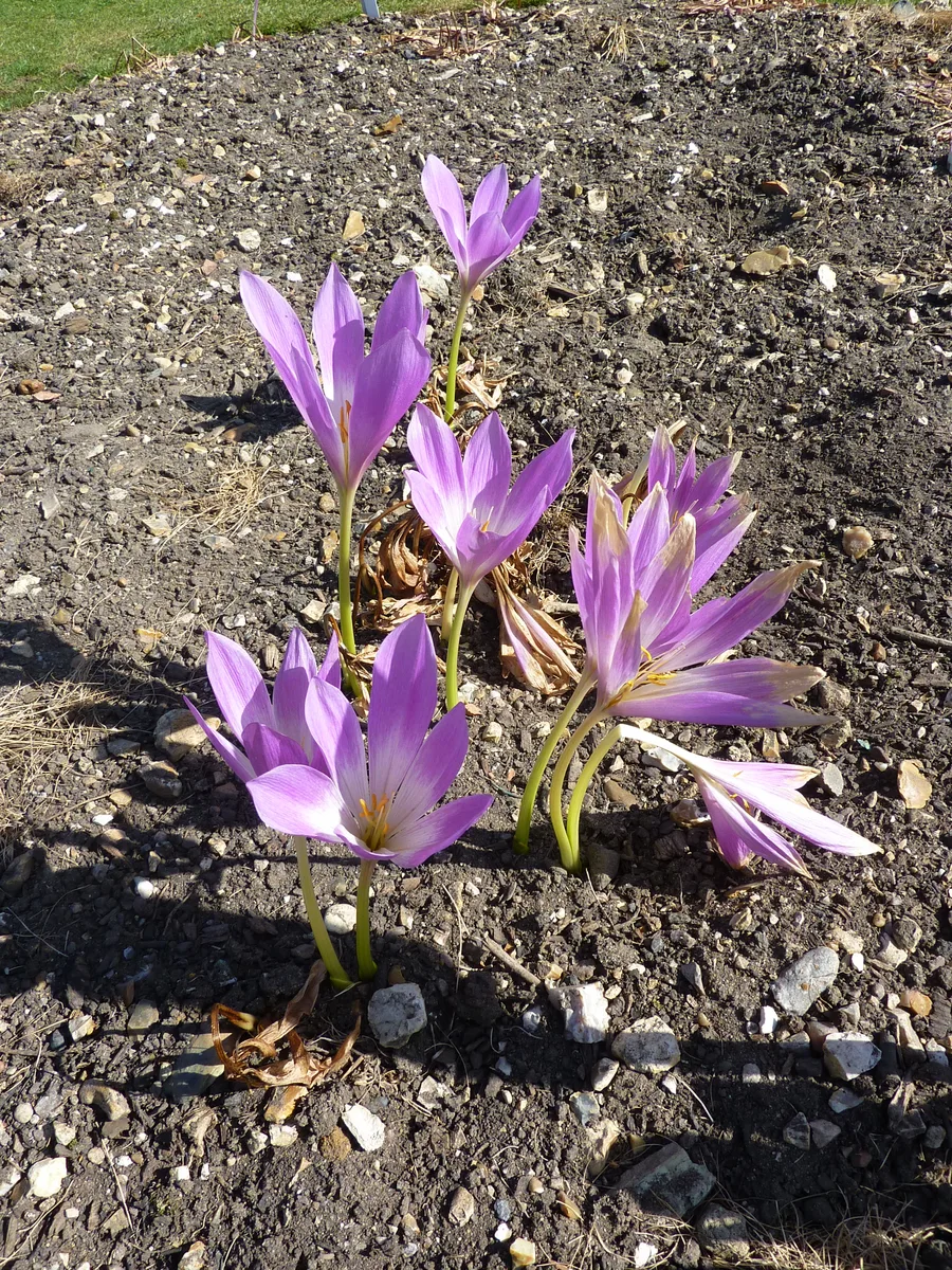Waterlily Colchicum (Colchicum speciosum)