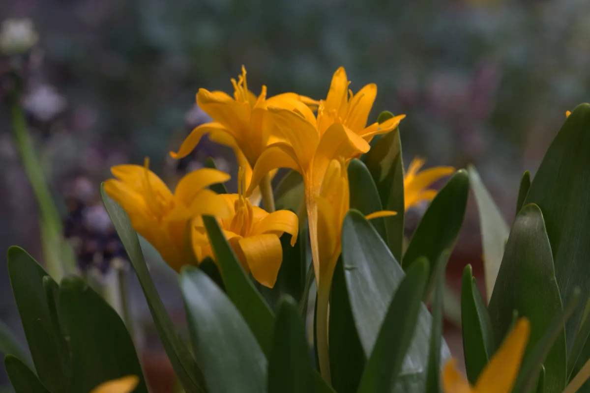 Yellow Colchicum (Colchicum luteum)