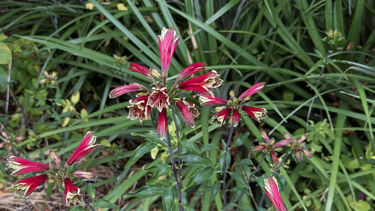 Parrot Lily (Alstroemeria pulchella)