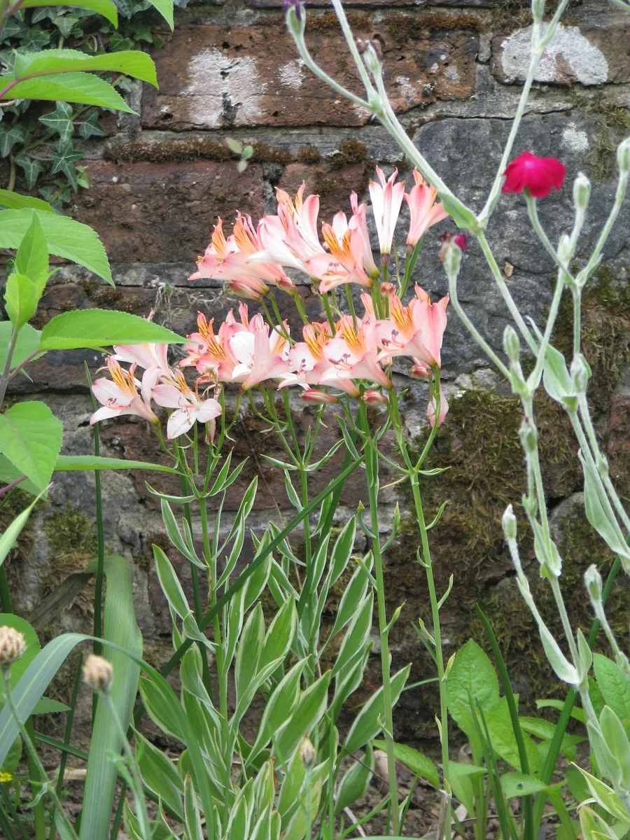 Andean Alstroemeria (Alstroemeria ligtu)