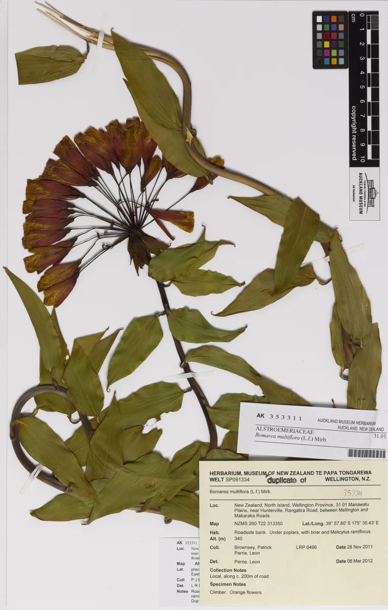 Orange Bomarea (Bomarea multiflora)