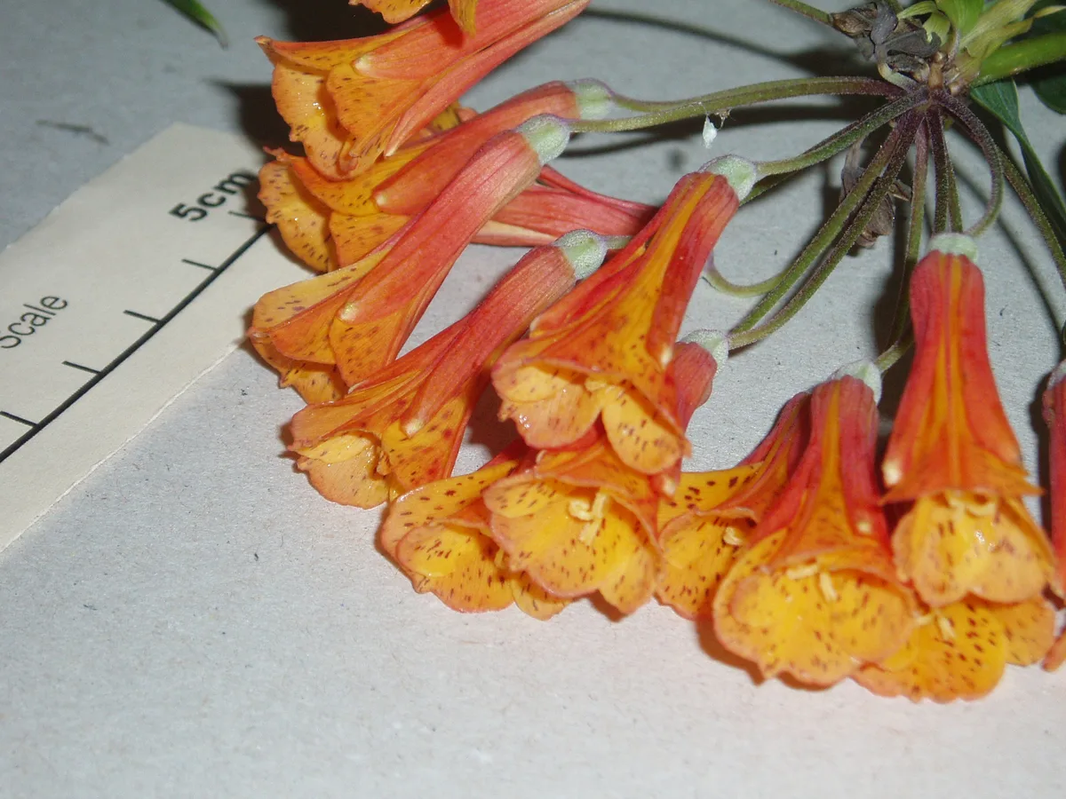 Scarlet Bomarea (Bomarea caldasii)