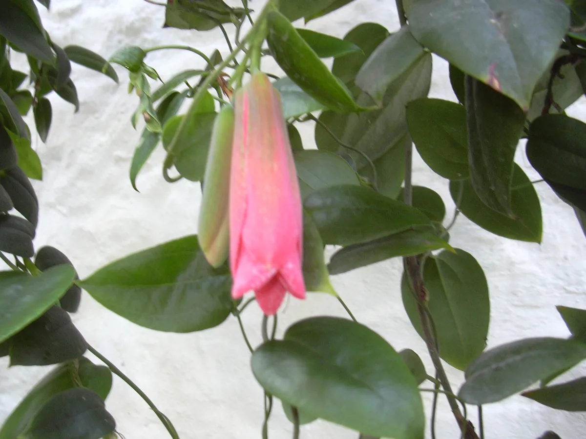 Chilean Bellflower