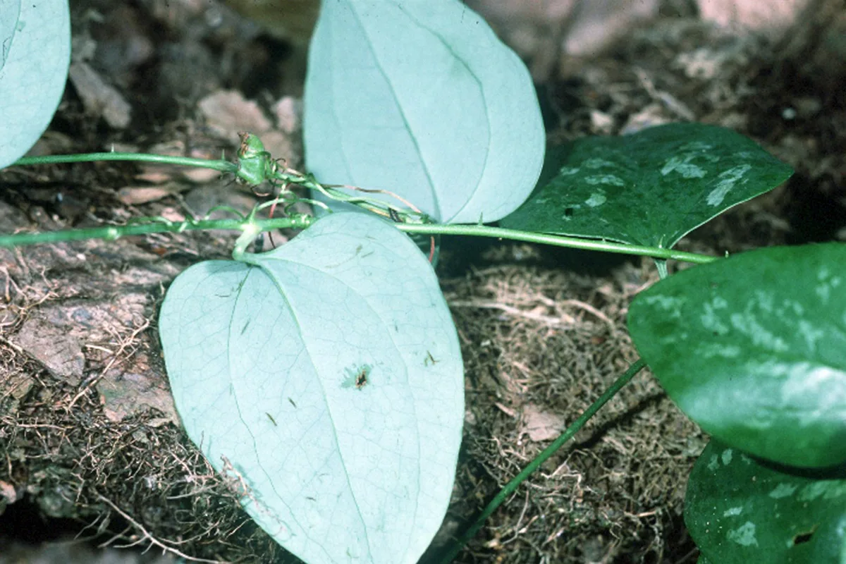 Cat Greenbrier (Smilax glauca var. leurophylla)