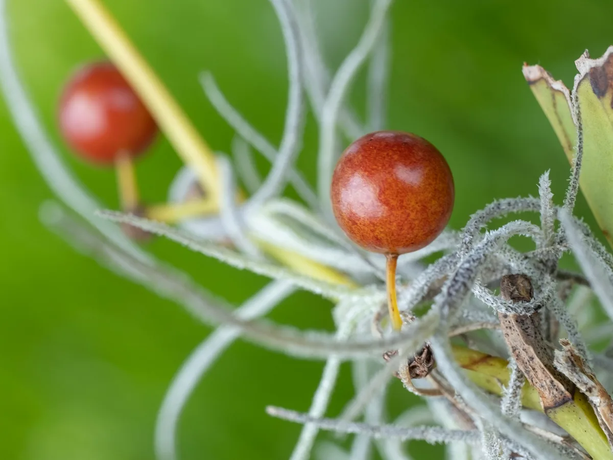 Bamboo Vine (Smilax laurifolia)