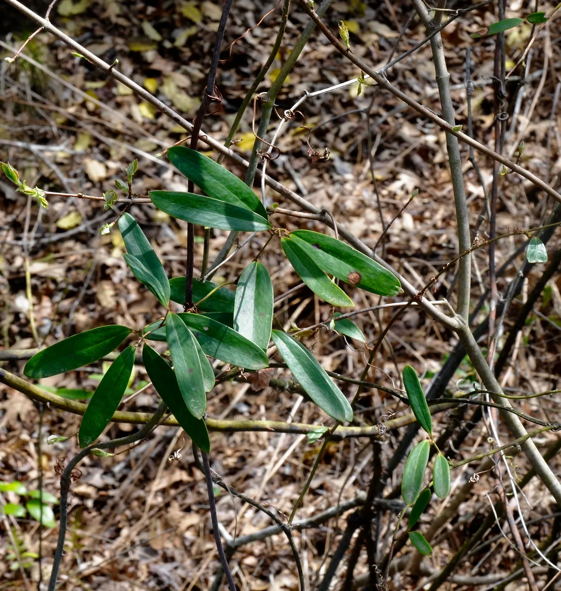 Laurel Greenbrier (Smilax laurifolia var. bupleurifolia)
