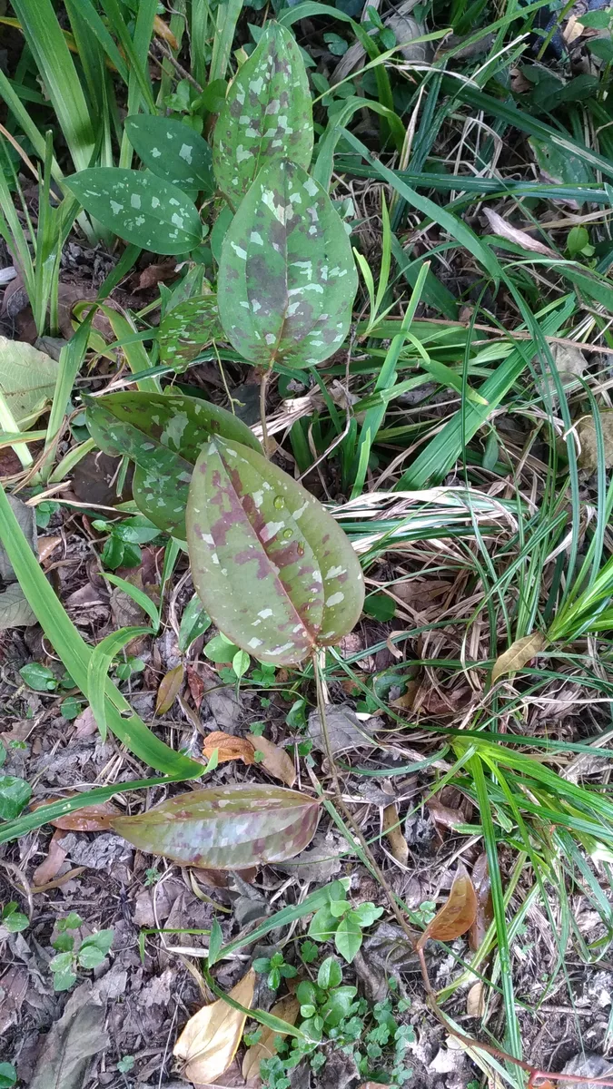 China Root (Smilax china)