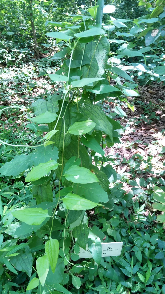 Japanese Greenbrier (Smilax riparia)