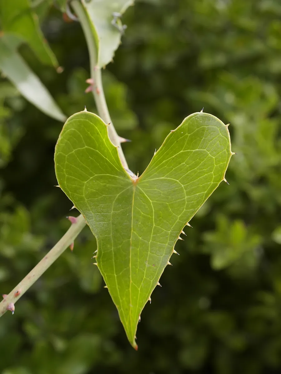 Sarsaparilla Vine (Smilax aspera)