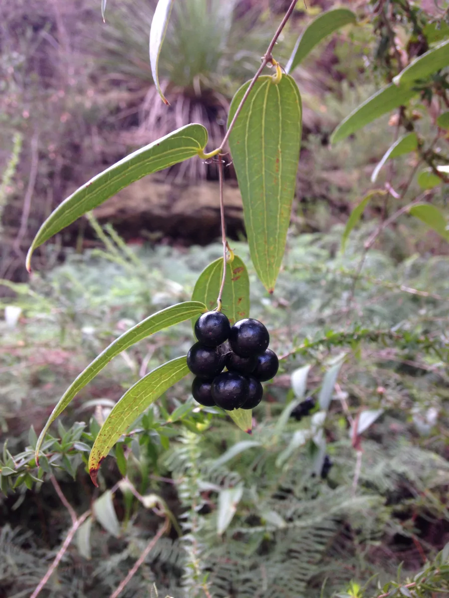 Queensland Smilax (Smilax australis)