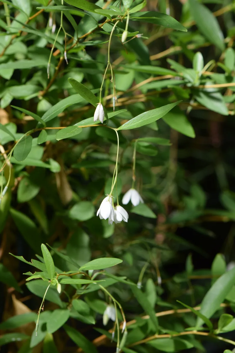 Bluebell Creeper (Billardiera heterophylla)