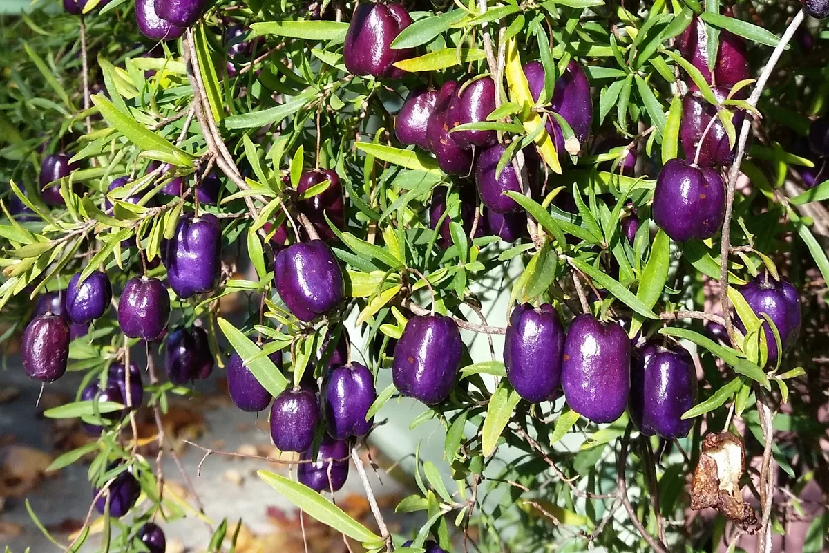 Purple Apple Berry (Billardiera longiflora)