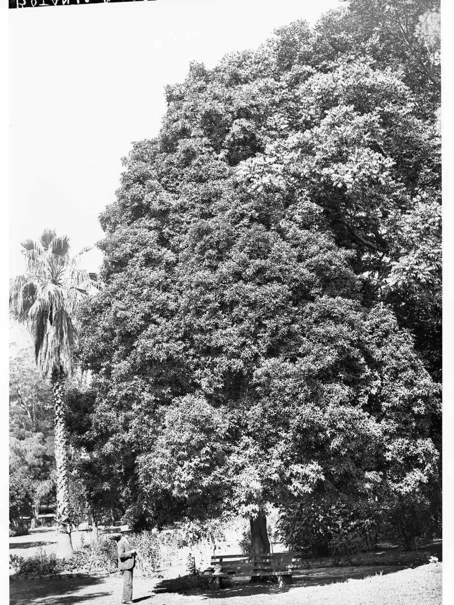 Victorian Box (Pittosporum bicolor)