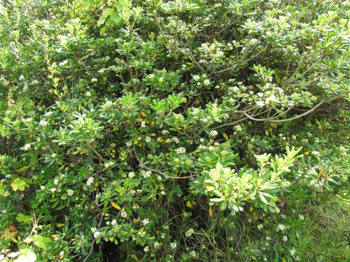 Japanese Pittosporum