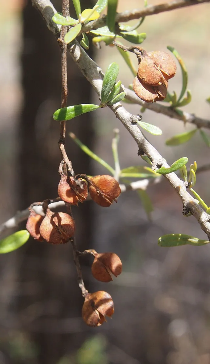 Sweet Bursaria (Bursaria incana)