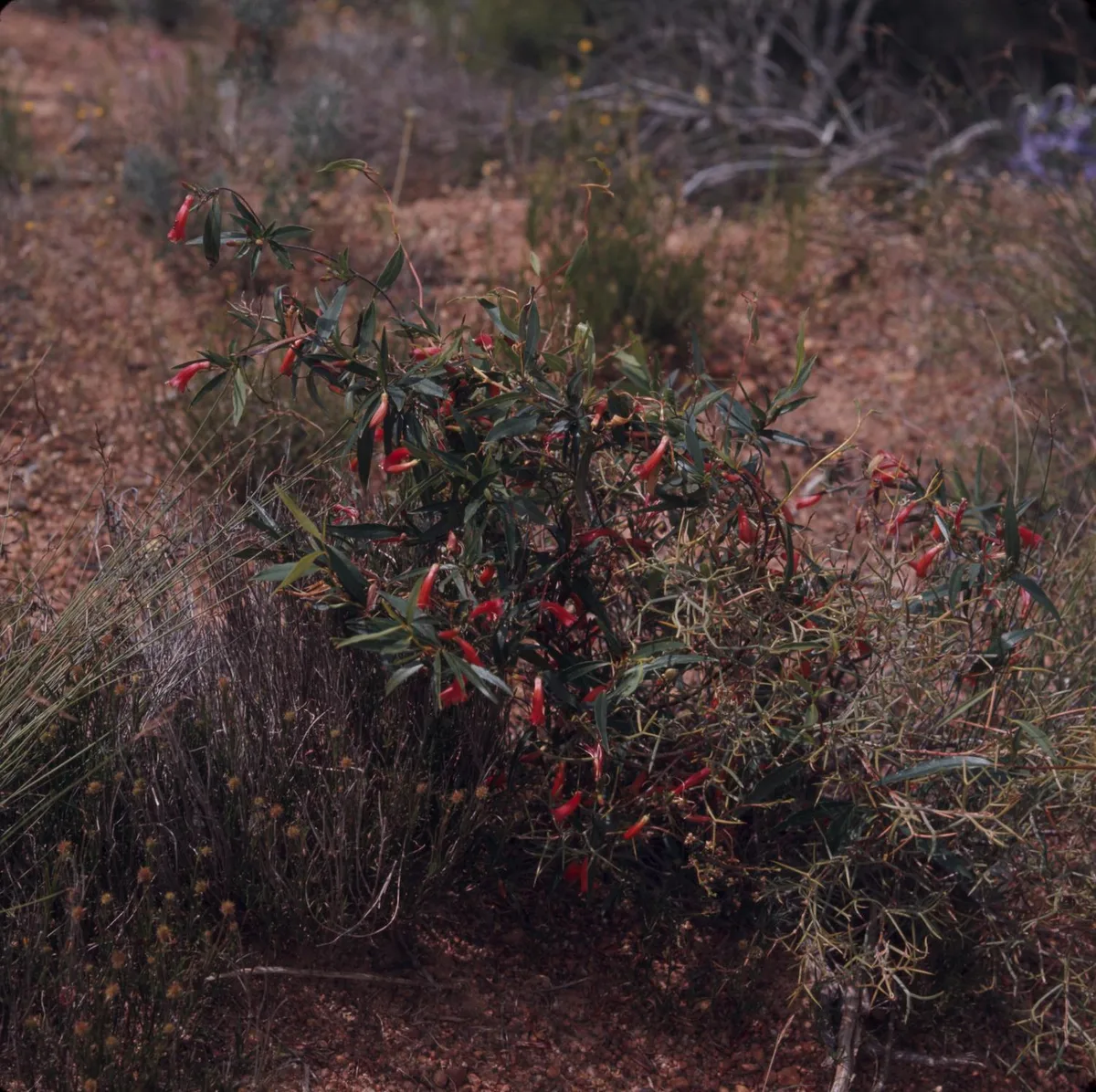 Red Marianthus (Marianthus erubescens)