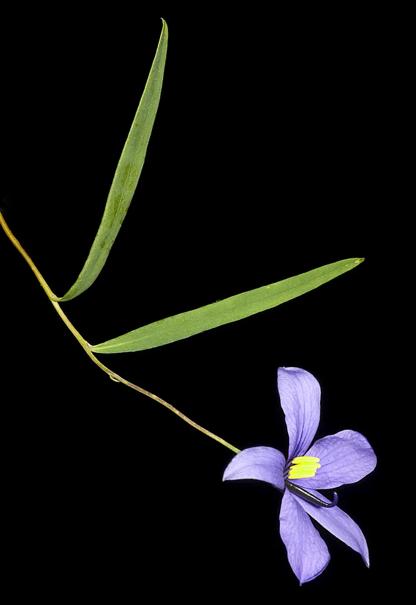 Bushy Cheiranthera