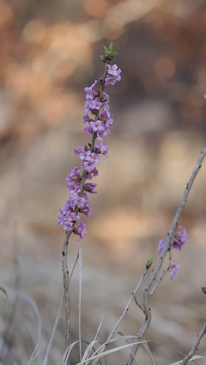 February Daphne (Daphne mezereum)