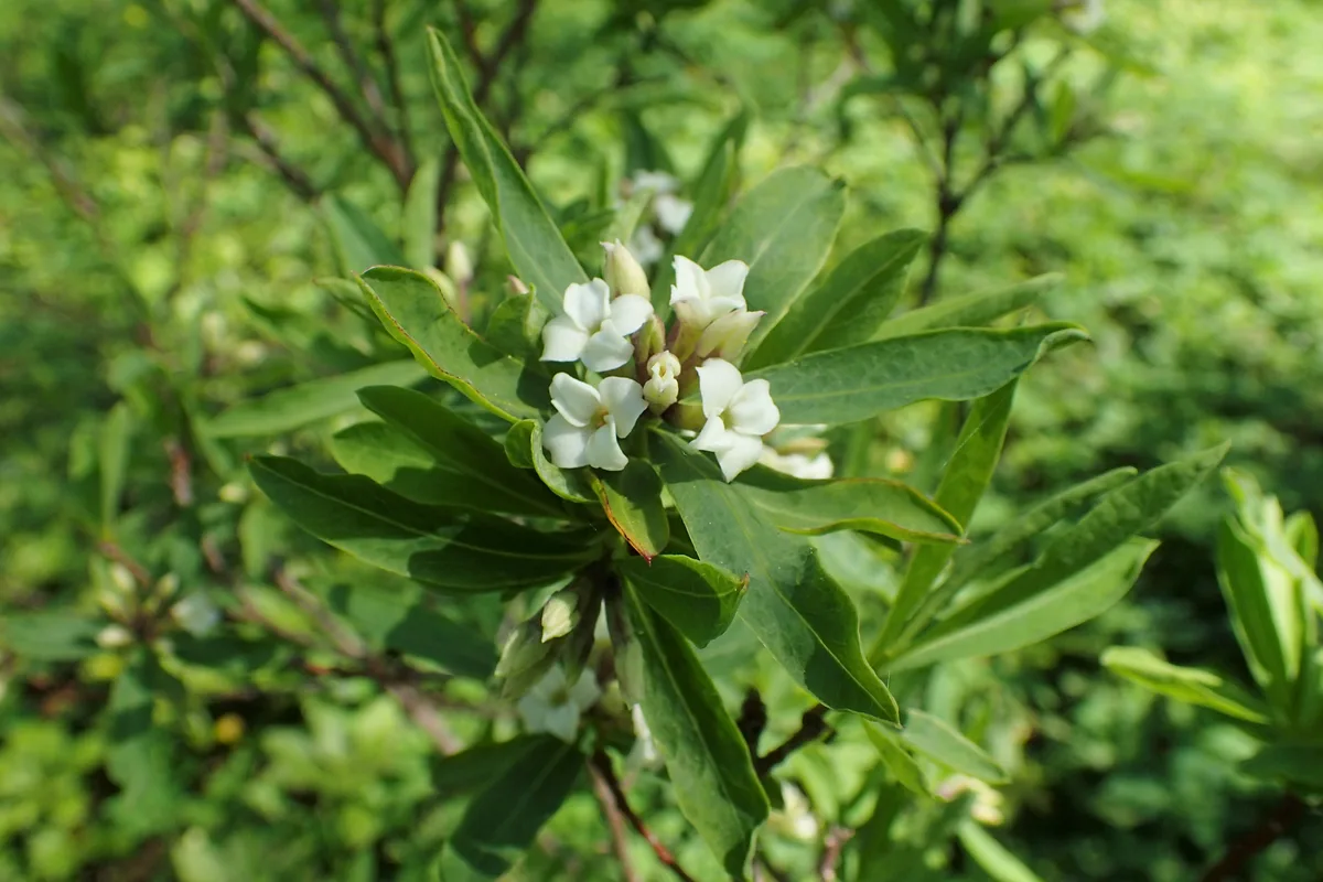 Burkwood Daphne (Daphne burkwoodii)