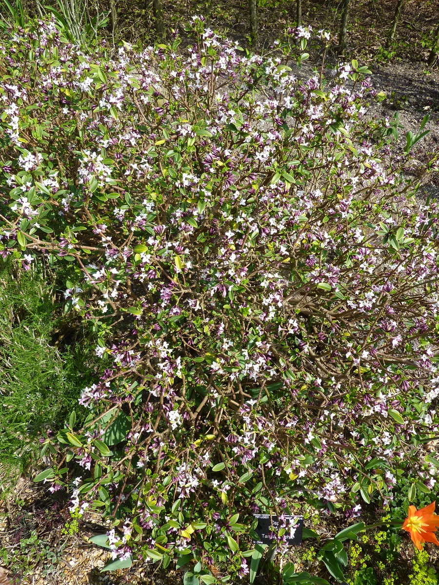 Tangutica Daphne