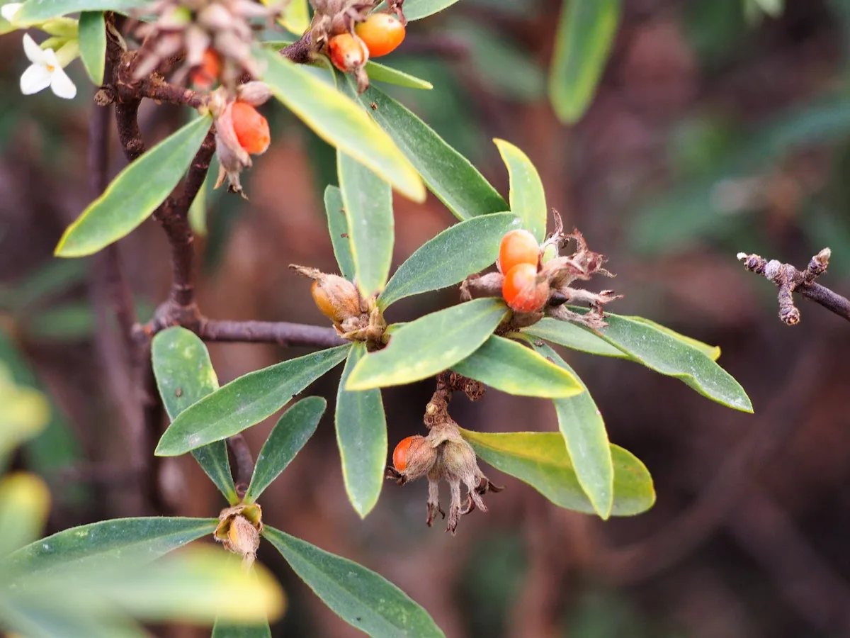 Alpine Daphne (Daphne alpina)