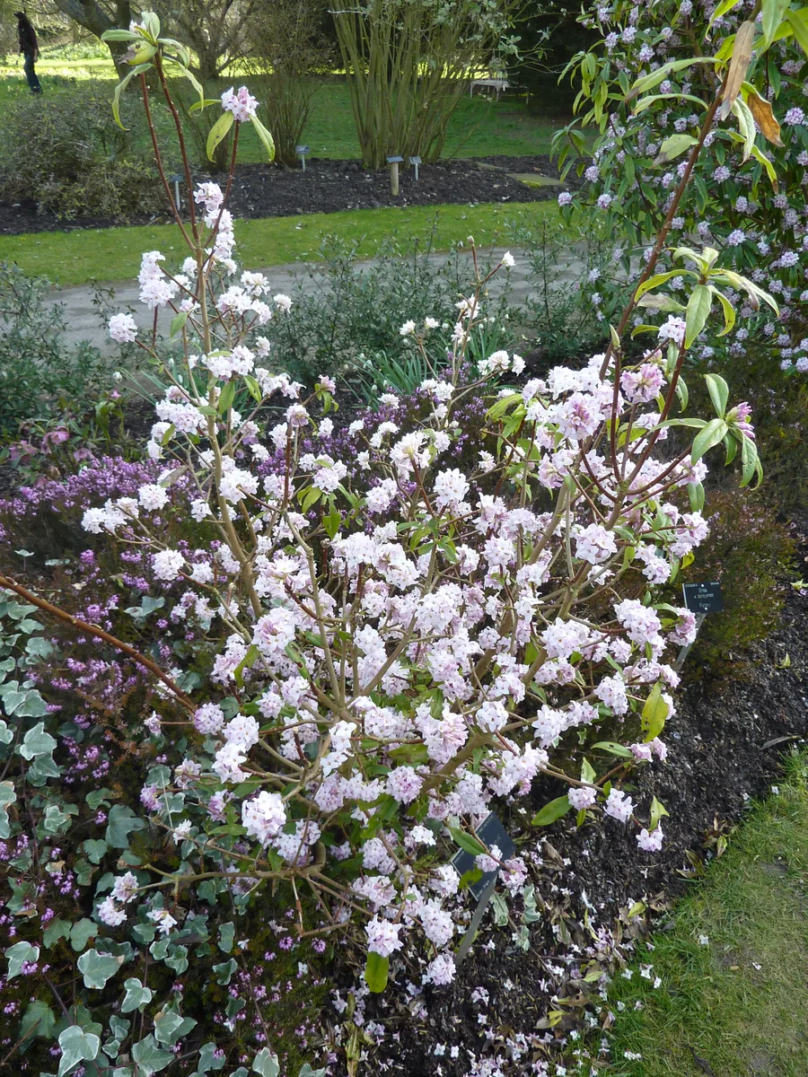 Himalayan Daphne (Daphne bholua)