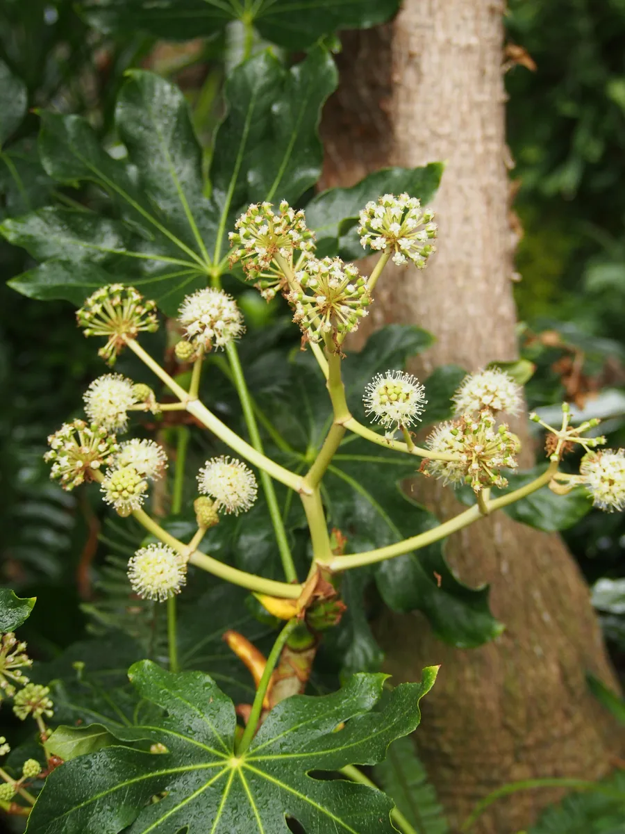 Japanese Aralia