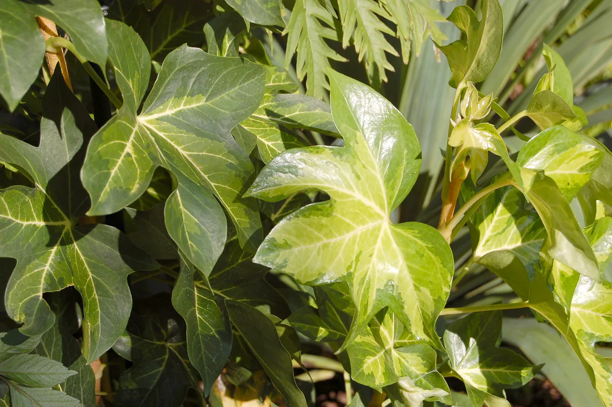 Tree Ivy (Fatshedera lizei)