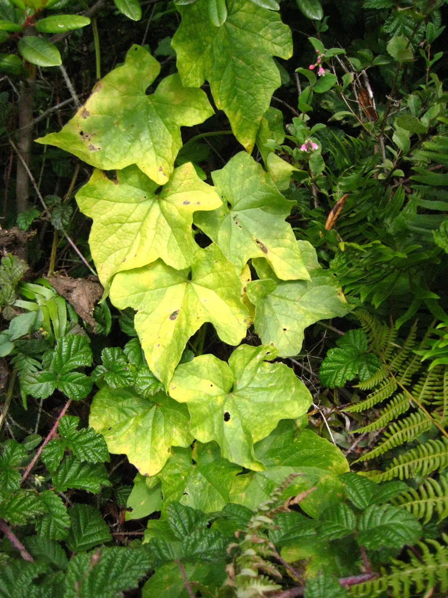 Mountain Ivy (Oreopanax xalapensis)