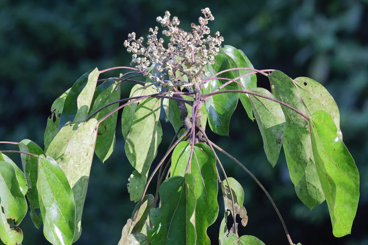 Mexican Oreopanax (Oreopanax capitatus)