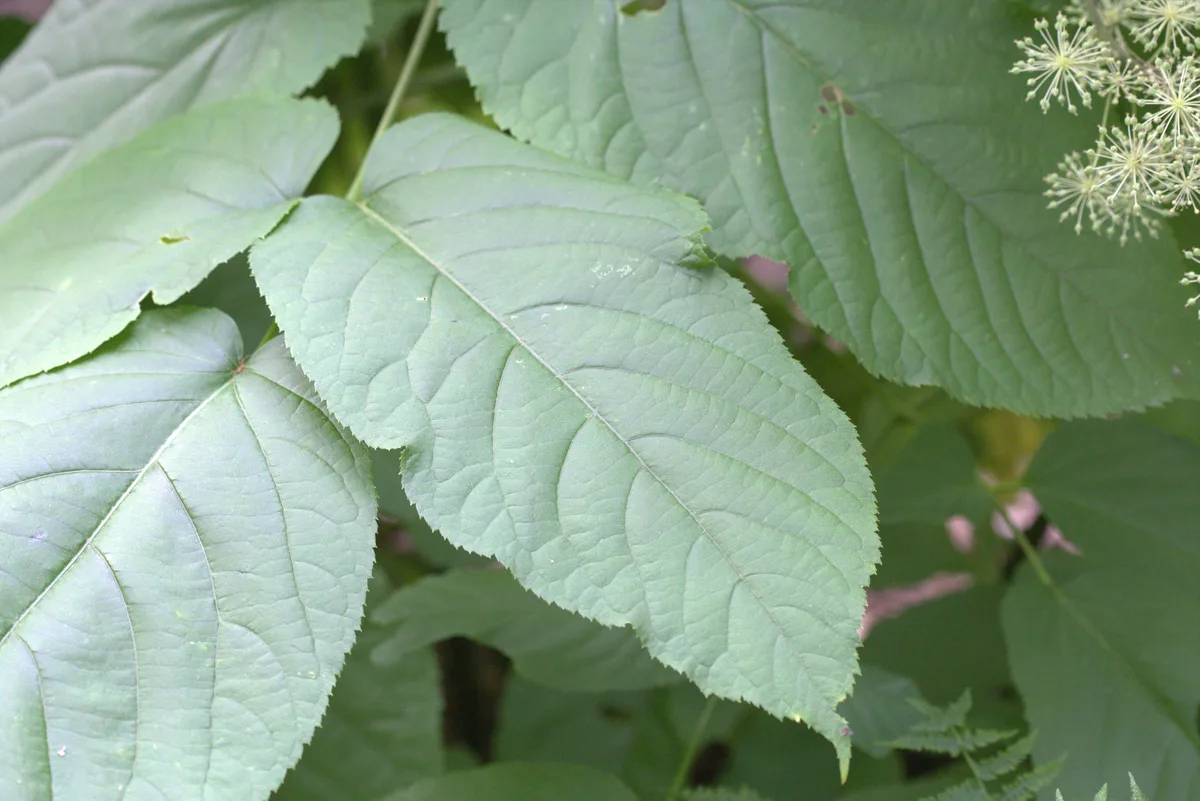 Japanese Spikenard (Aralia cordata)