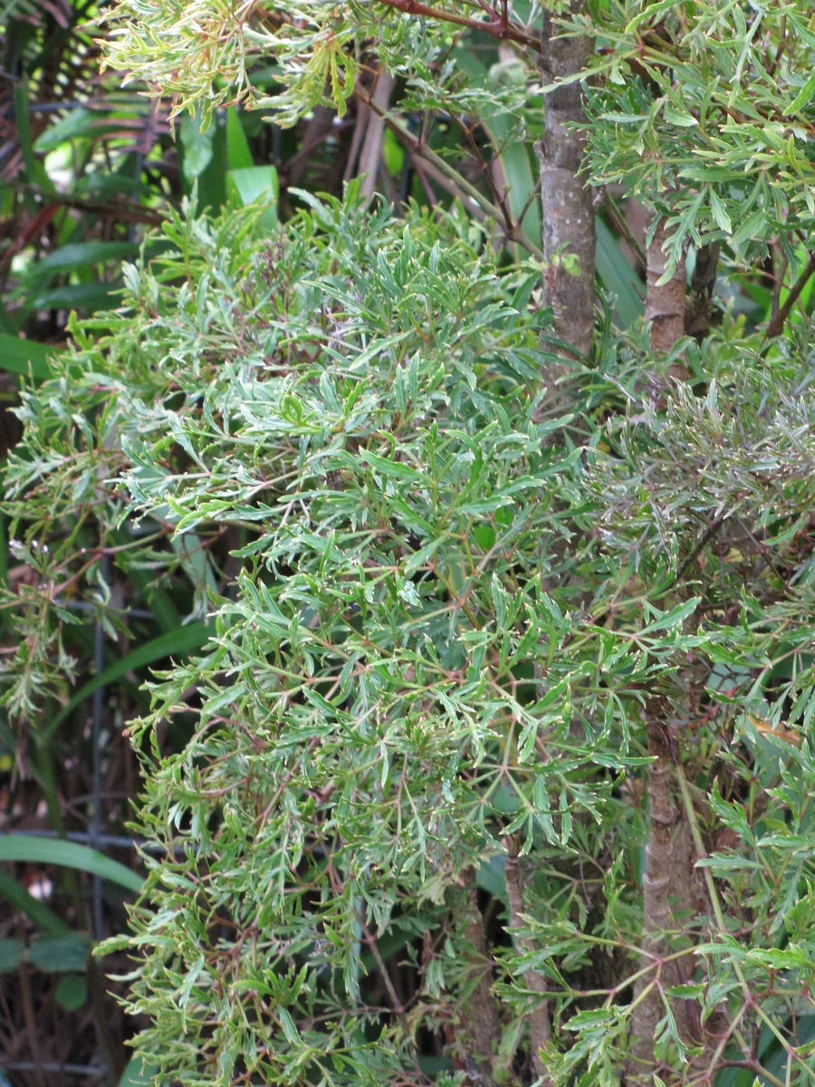 Parsley Aralia (Polyscias fruticosa)