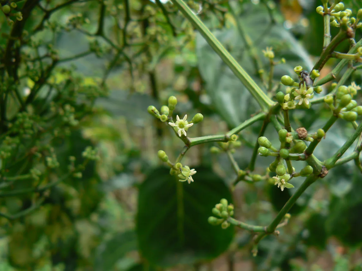 Fabian Aralia (Polyscias scutellaria var. fabian)