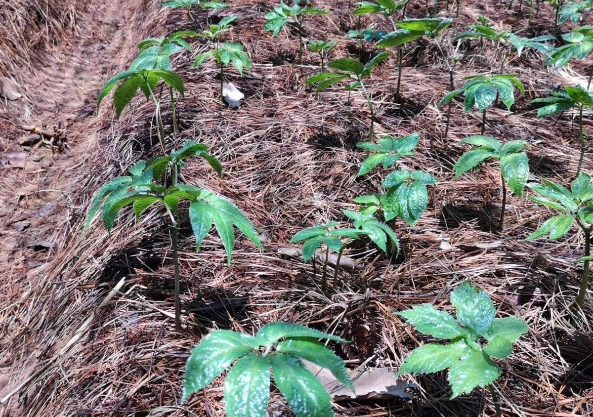Chinese Ginseng (Panax notoginseng)