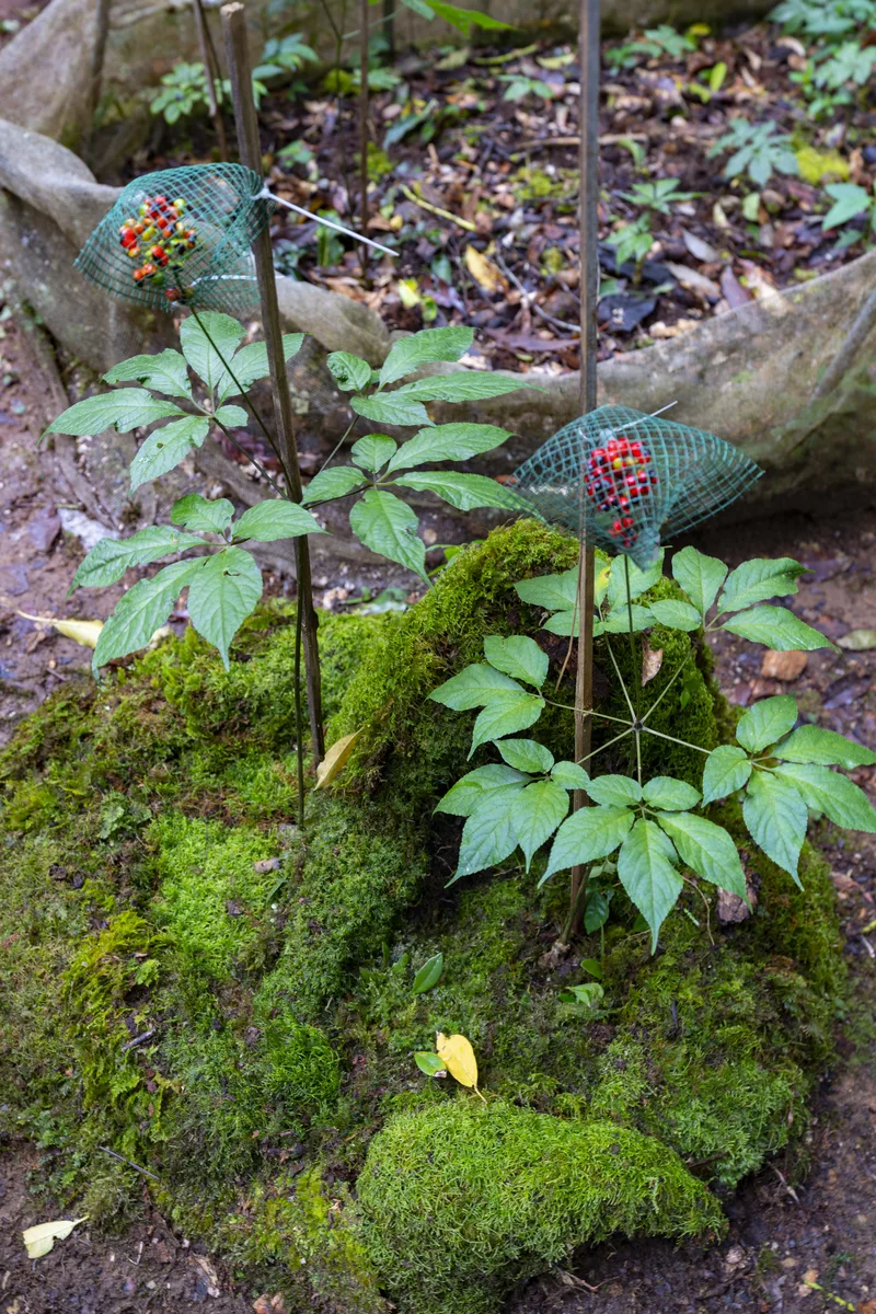 Vietnamese Ginseng (Panax vietnamensis)