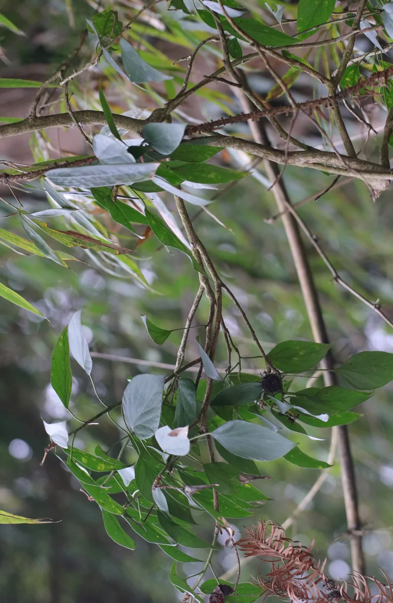 Nepal Ivy (Hedera nepalensis)