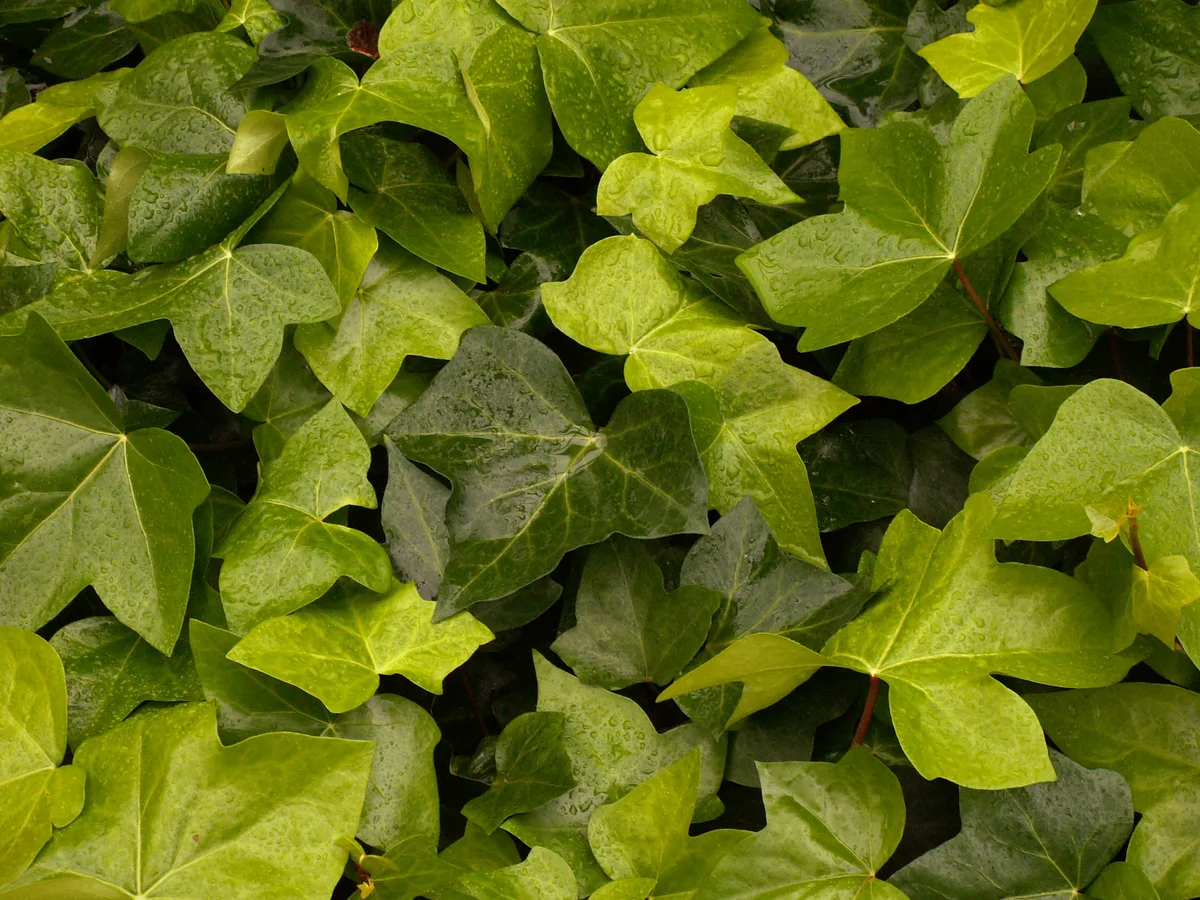 Canary Ivy (Hedera canariensis)