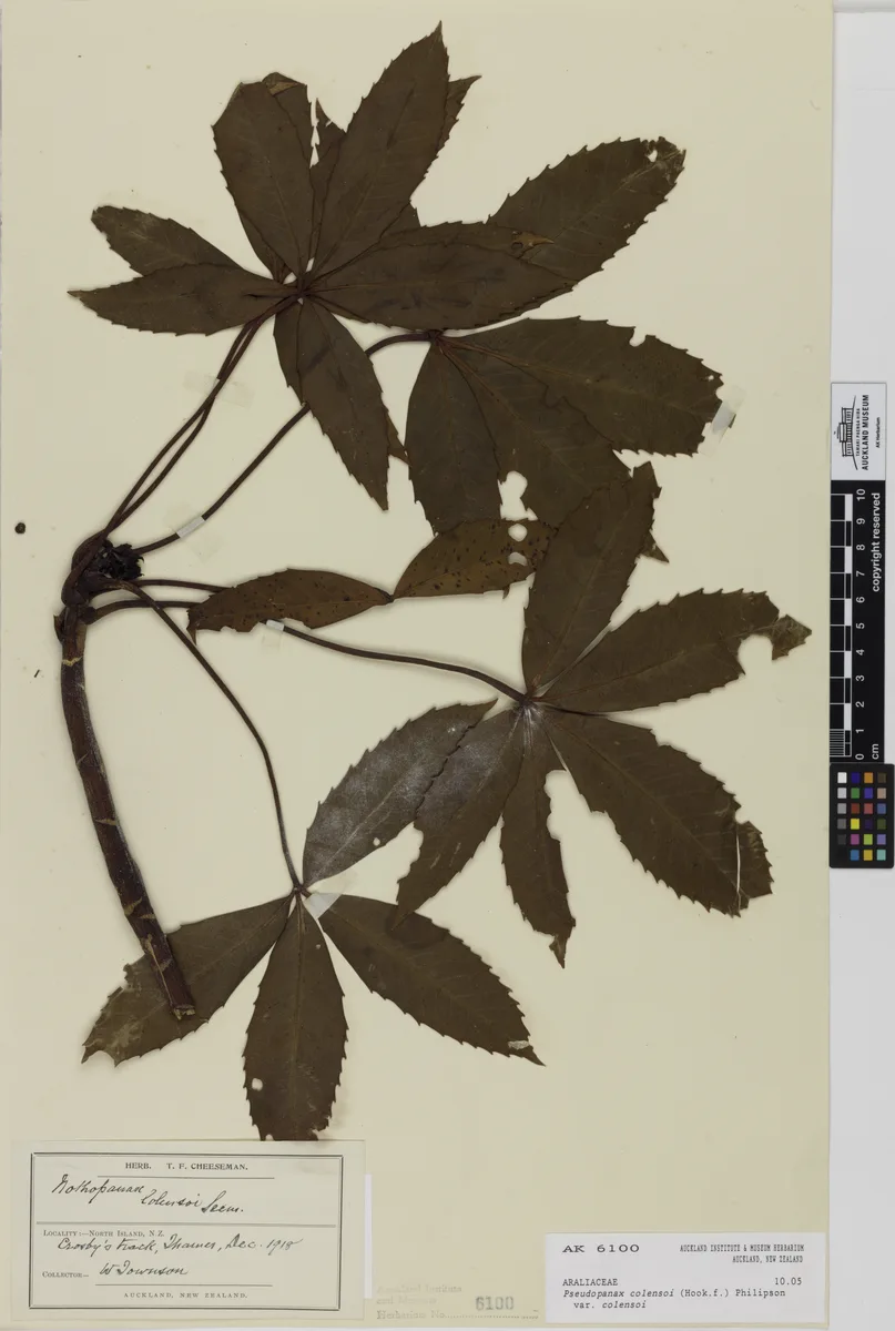 Three Finger (Pseudopanax colensoi)