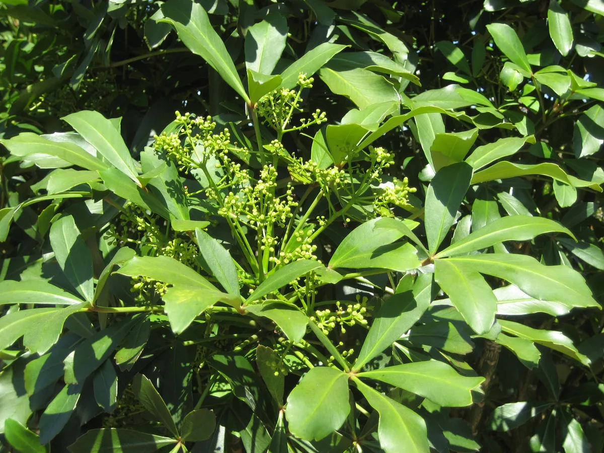Coastal Five Finger (Pseudopanax lessonii)