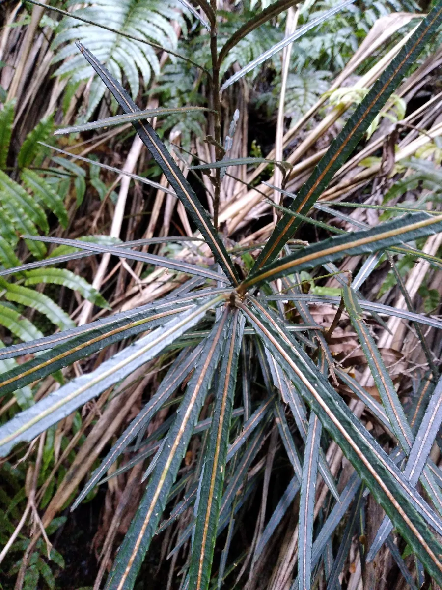 Mountain Pseudopanax (Pseudopanax linearis)