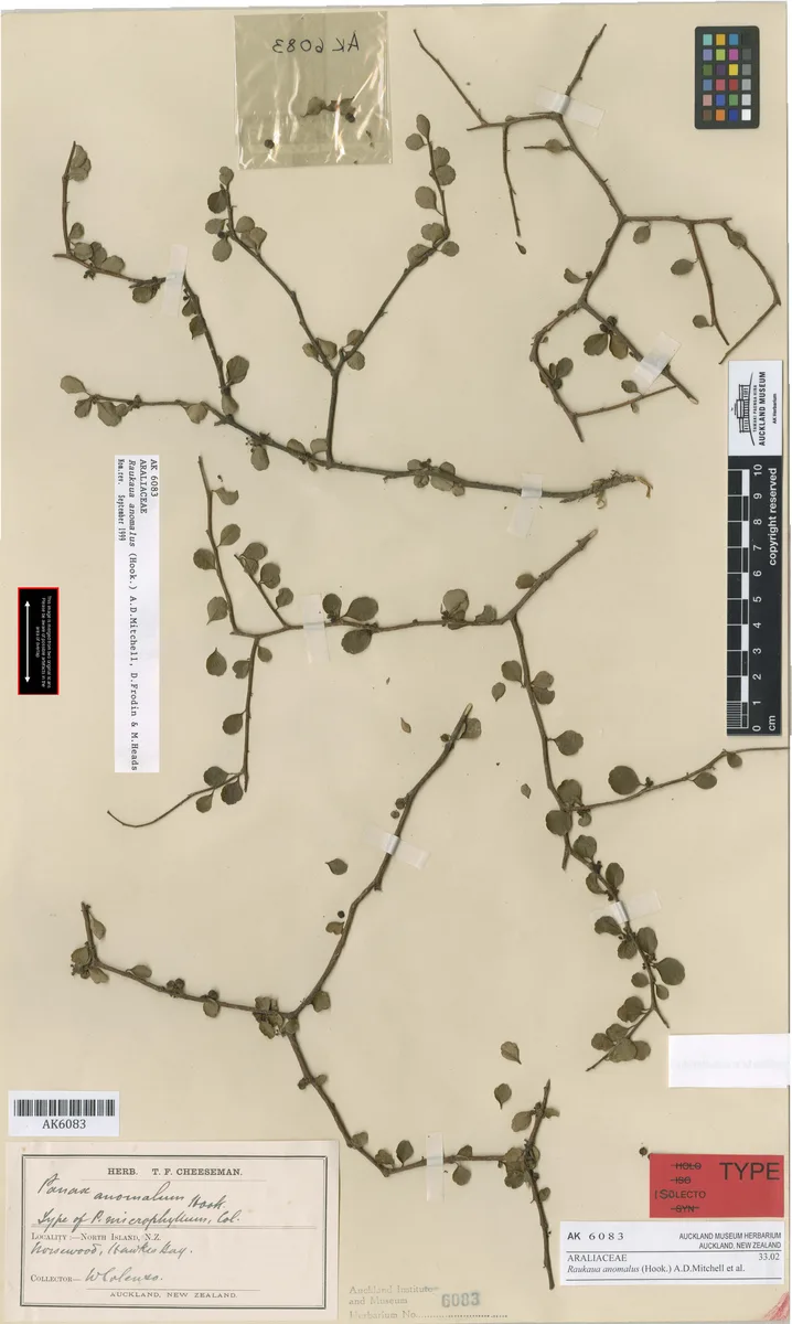 Lancewood Raukaua (Raukaua anomalus)