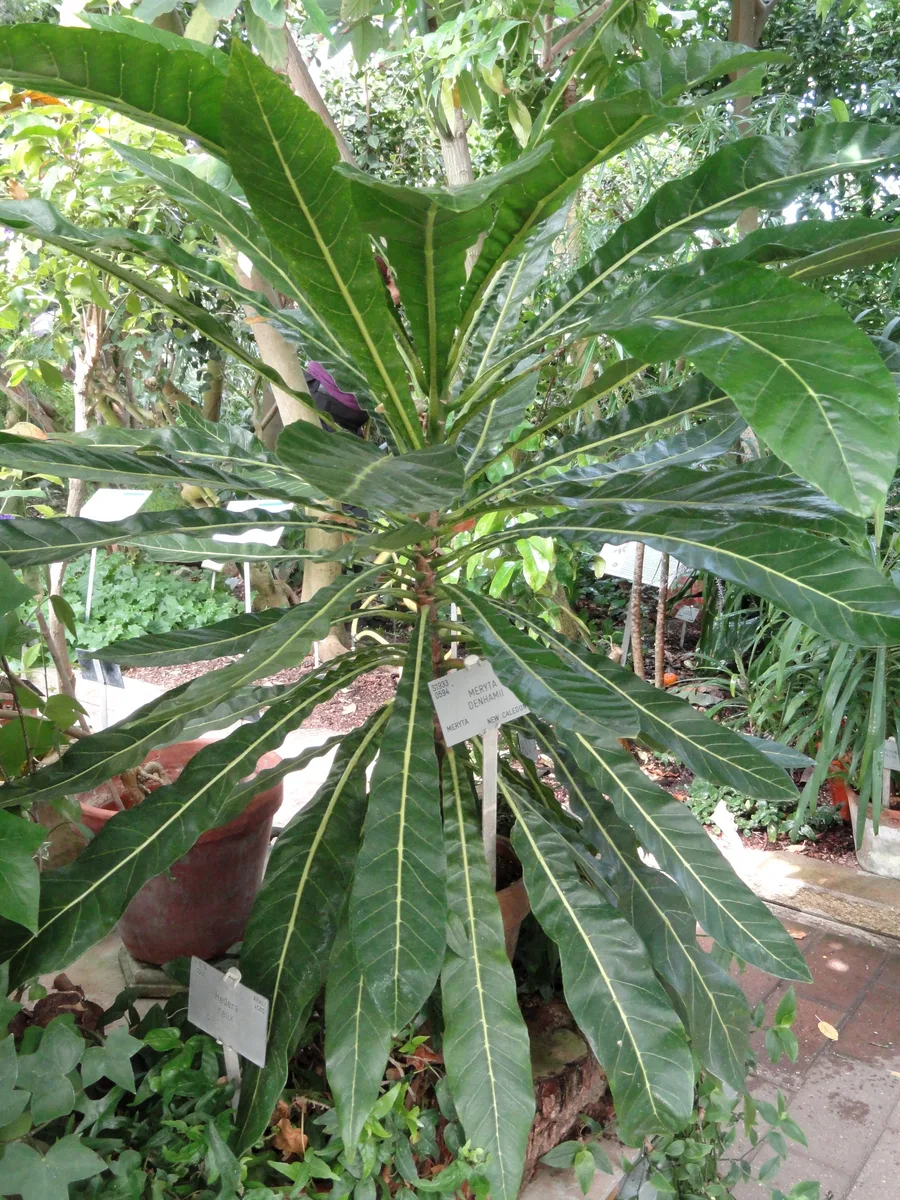 Pacific Meryta (Meryta denhamii)