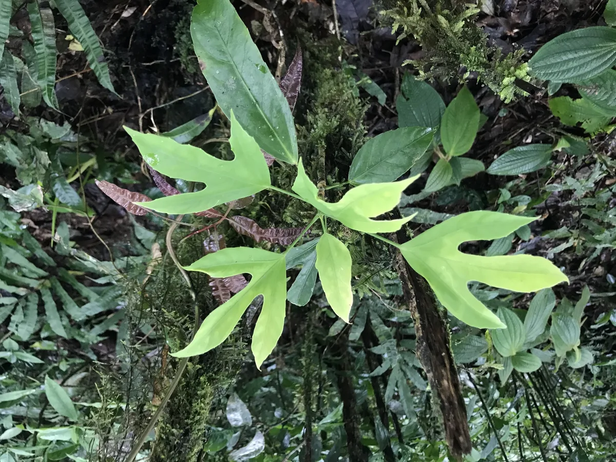 Seemanns Ivy