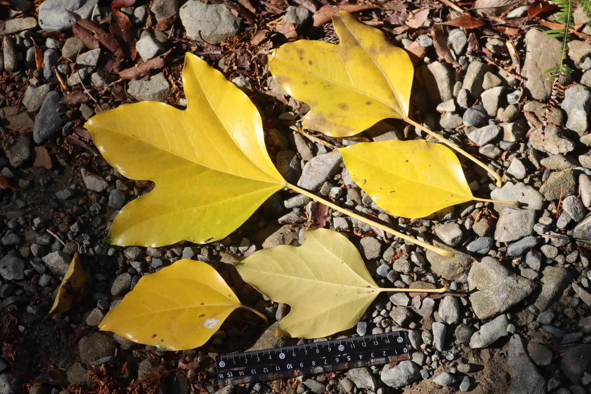 Japanese Dendropanax (Dendropanax trifidus)