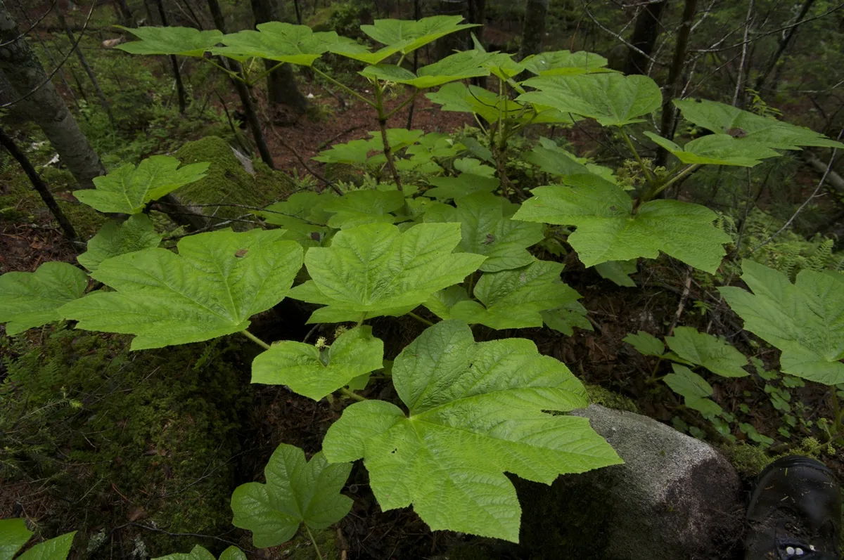 Asian Devils Club (Oplopanax elatus)