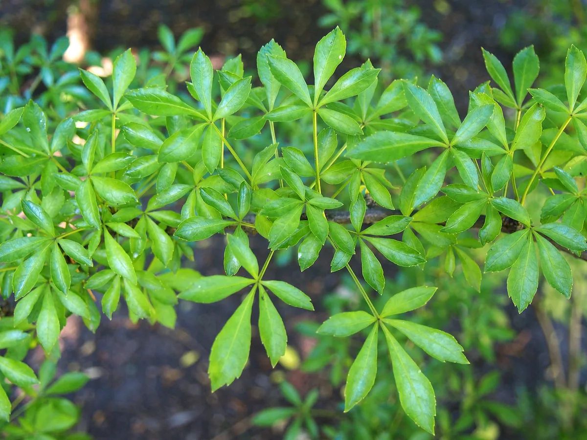 Five Leaf Aralia (Eleutherococcus sieboldianus)