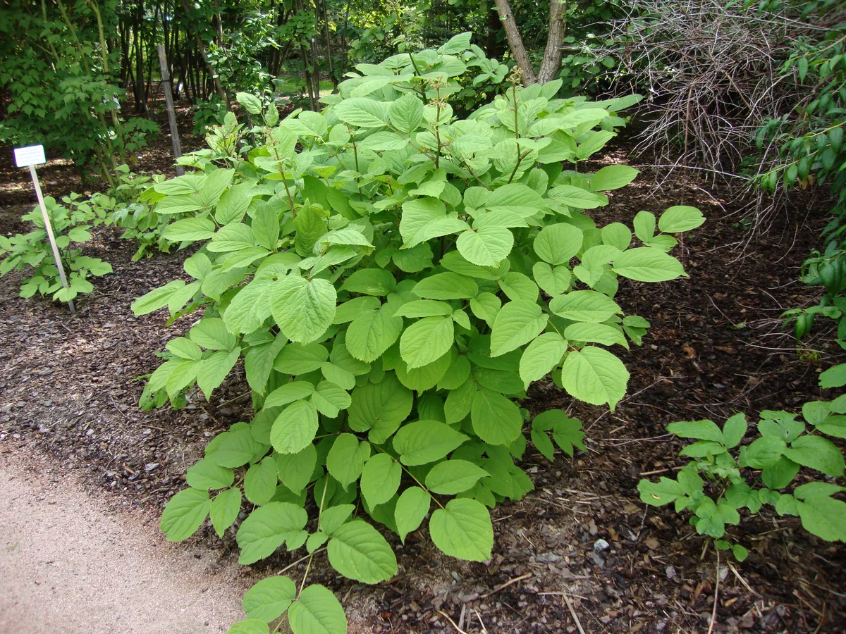 False Ginseng (Aralia continentalis)