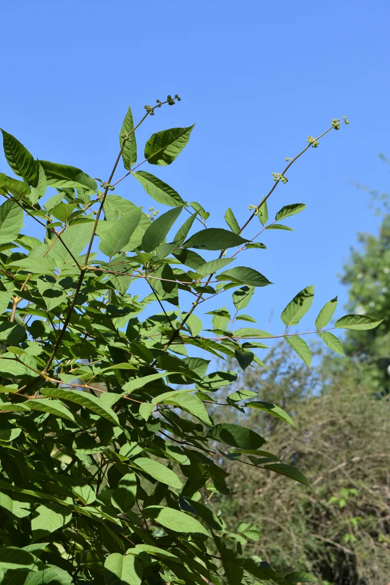 Mountain Aralia (Aralia cachemirica)