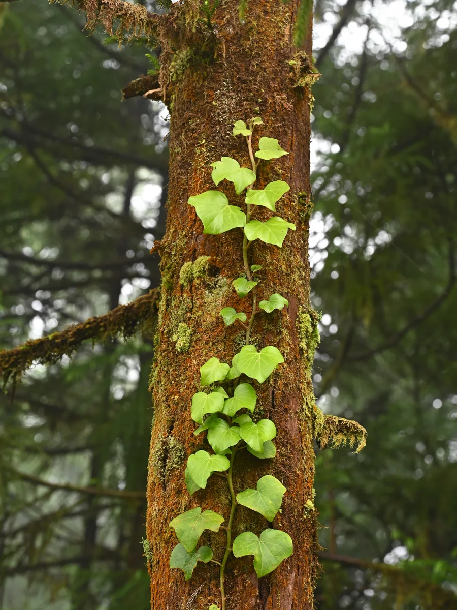 Azores Ivy (Hedera azorica)