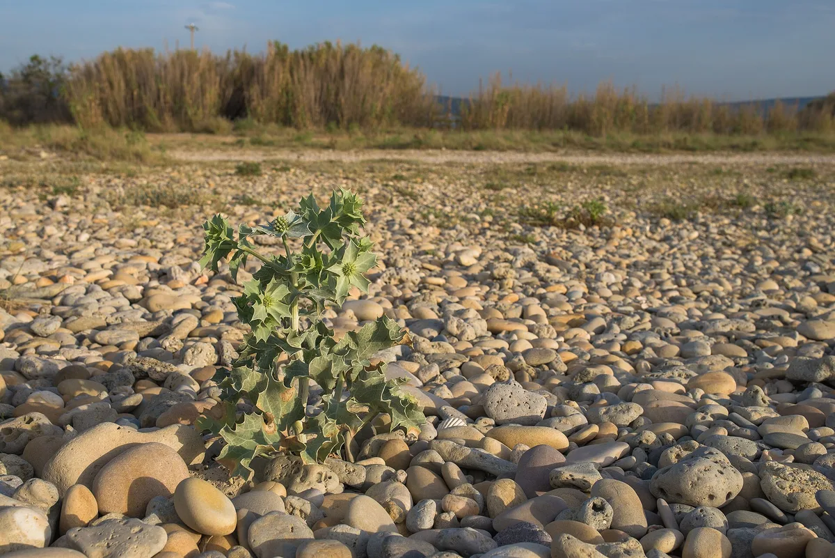 Mediterranean Sea Holly